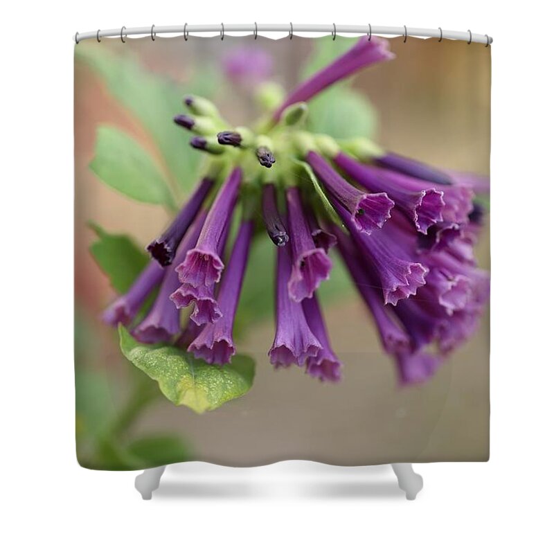 Trumpet Flower Shower Curtain featuring the photograph Mini Trumpet Flowers by Mingming Jiang