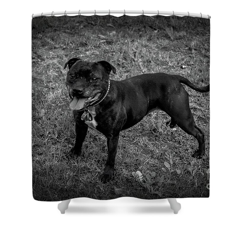 Staffie Shower Curtain featuring the photograph Miss Mandy Bossy Boots by Elaine Teague