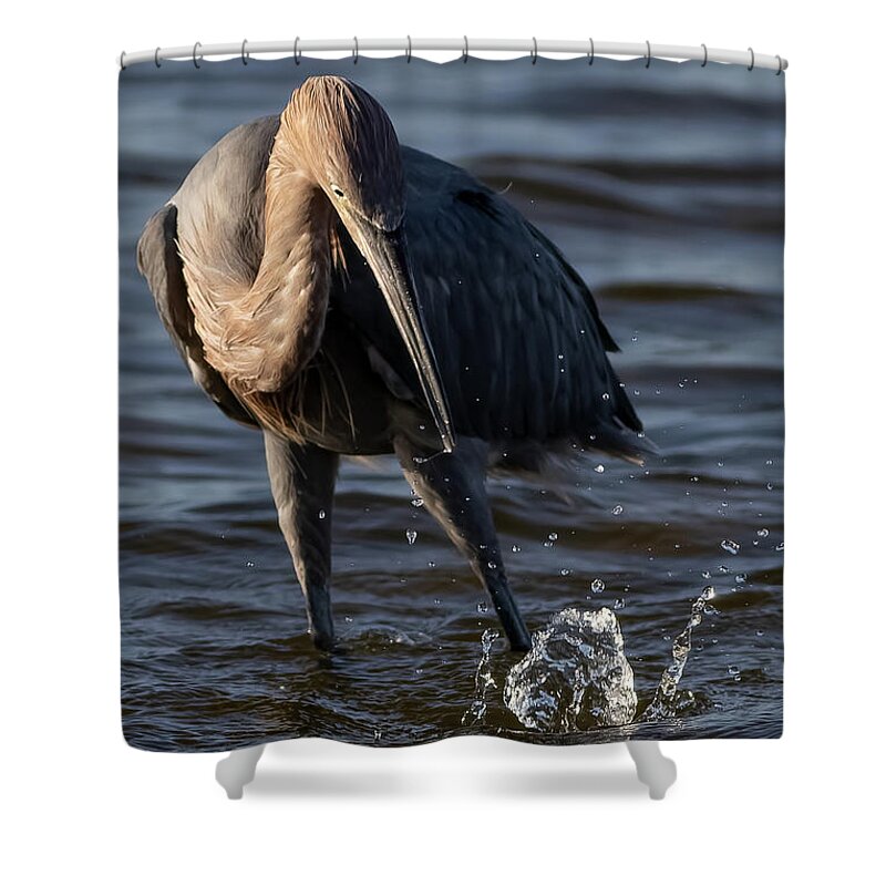 Reddish Egret Shower Curtain featuring the photograph Missed by RD Allen