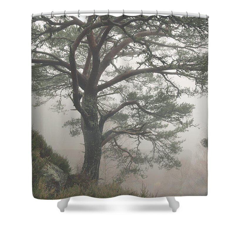 Scots Pine Shower Curtain featuring the photograph Misty Scots Pine by Gavin MacRae
