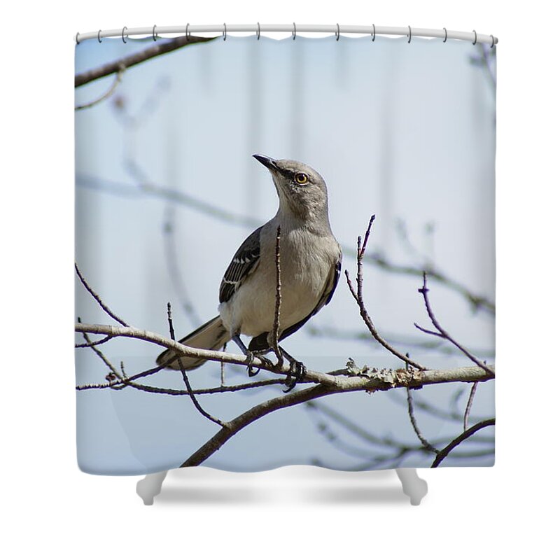  Shower Curtain featuring the photograph Mocking Gaze by Heather E Harman