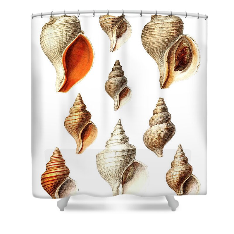 Mollusc Shower Curtains