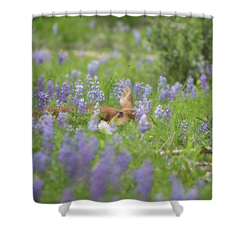 Moose Shower Curtain featuring the photograph Moms's Watching by Mary Hone