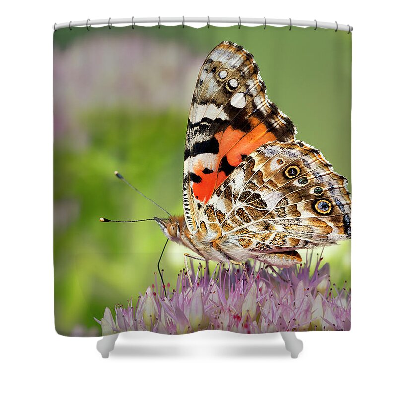  Vanessa Cardui Shower Curtain featuring the photograph Painted Lady Butterfly profile by Gary Langley