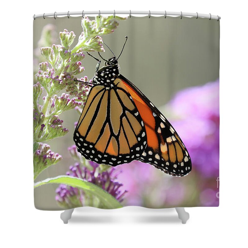 Monarch Shower Curtain featuring the photograph Monarch Butterfly by Vivian Krug Cotton