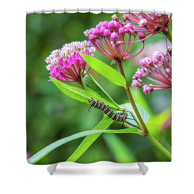 Flowers Shower Curtain featuring the photograph Monarch Caterpillar Feast by Lynn Thomas Amber