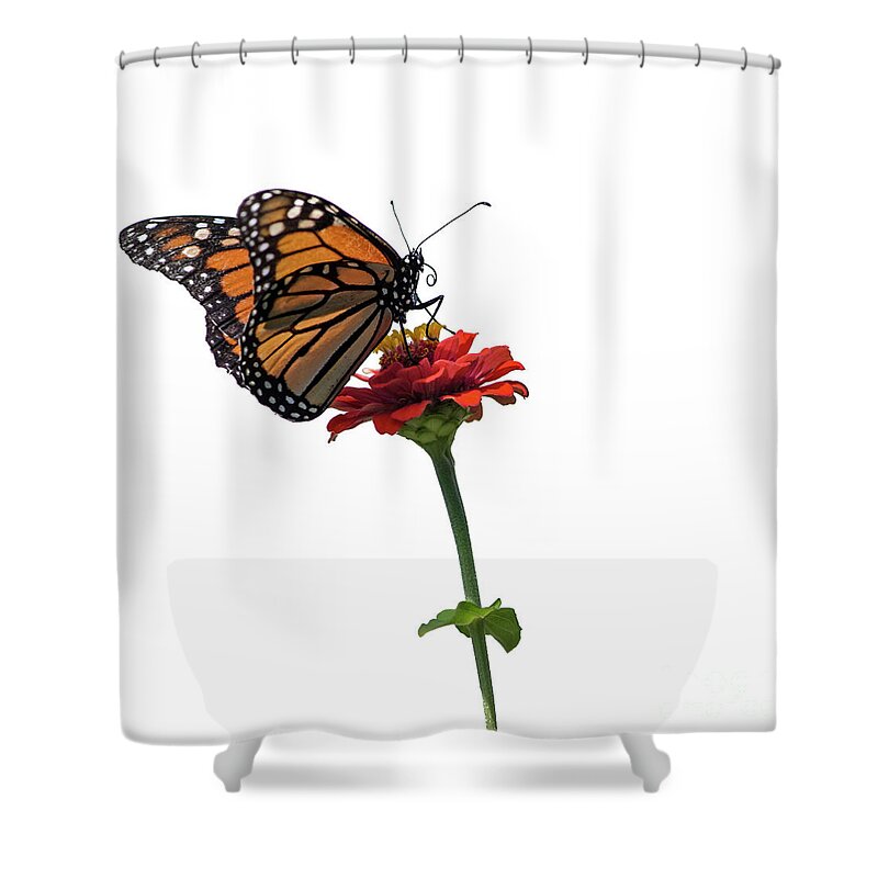 Monarch Butterfly Shower Curtain featuring the photograph Monarch on Red ZInnia by Tamara Becker