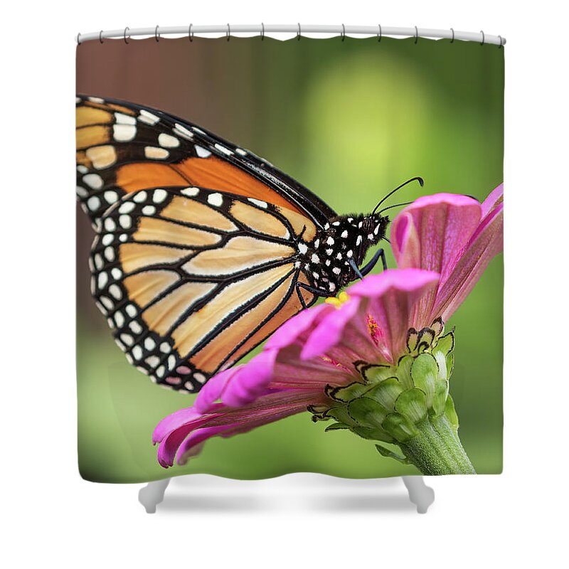 Monarch Butterfly Shower Curtain featuring the photograph Monarch On Zinnia 2016 by Thomas Young