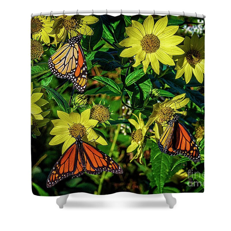 Beautiful Shower Curtain featuring the photograph Monarch Trio by Nick Zelinsky Jr