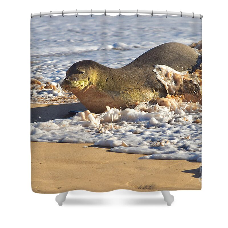 Hawaiian Monk Seal Shower Curtain featuring the photograph Monk Seal coming Ashore by Debra Banks