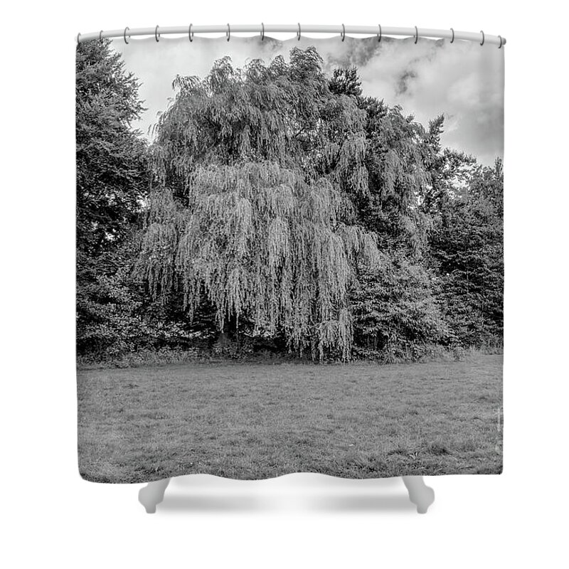 Monochrome Shower Curtain featuring the photograph Monochrome of a weeping willow tree by Pics By Tony