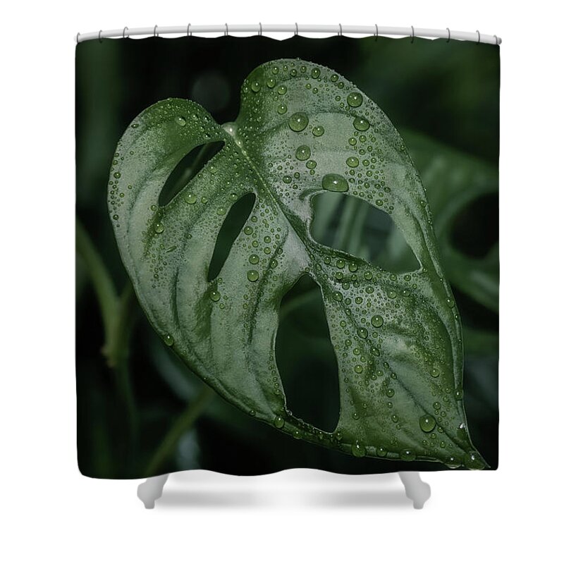 Copy Space Shower Curtain featuring the photograph Monstera obliqua green plant by Benoit Bruchez