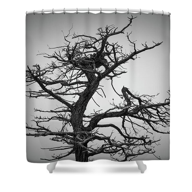 17 Mile Drive Shower Curtain featuring the photograph Monterey Peninsula VII BW by David Gordon