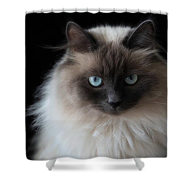Cat Shower Curtain featuring the photograph Monya The Cat - Mr. Bond by Lily Malor