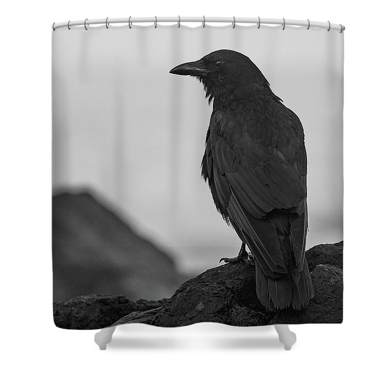 Crow Shower Curtain featuring the photograph Moody Crow by Mary Hone