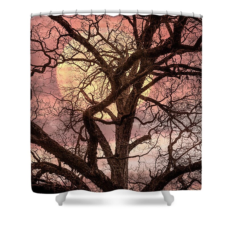 Tree Shower Curtain featuring the photograph Moonlight Through the Trees in Soft Tones by Debra and Dave Vanderlaan