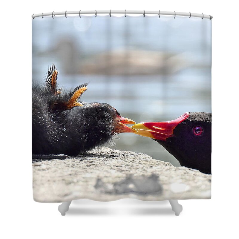 Moorhen Shower Curtain featuring the photograph Moorhen, Gallinula chloropus, adult feeding chick, Cornwall by Tony Mills