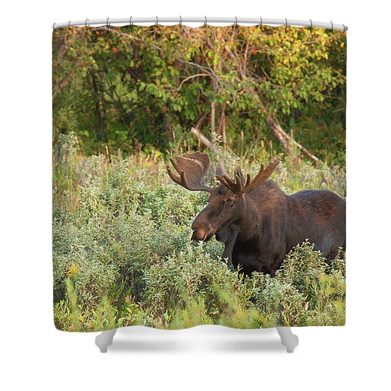 Grand Teton National Park Shower Curtain featuring the photograph Moose Grand Teton National Park by Ram Vasudev