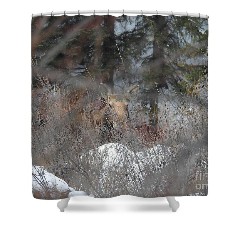 Canadian Moose Shower Curtain featuring the photograph Moose in the Willows by Nicola Finch