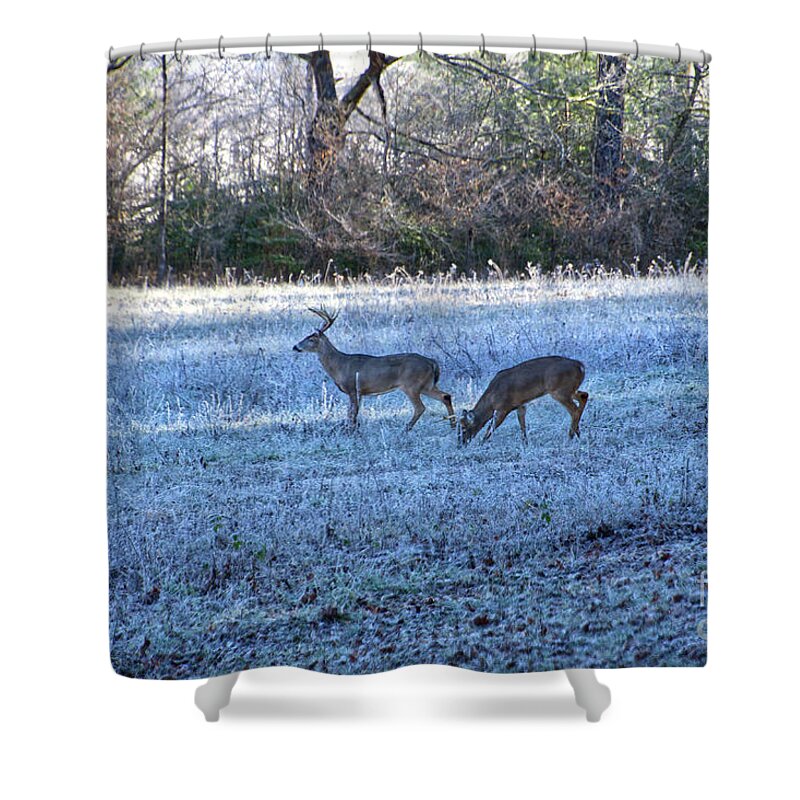 Cades Cove Shower Curtain featuring the photograph More Deer Grazing by Phil Perkins