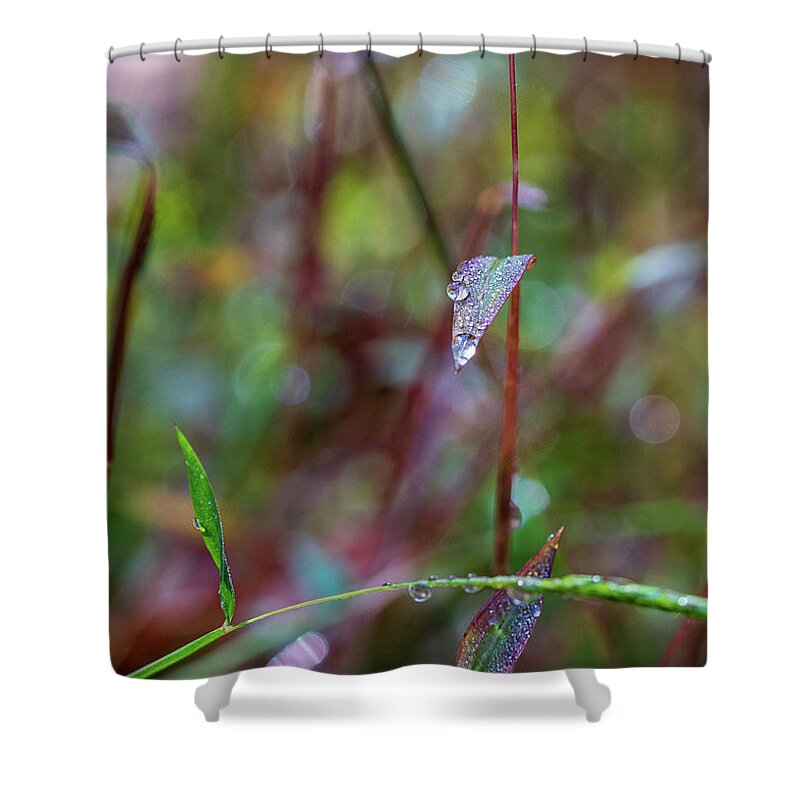 Water Drops Shower Curtain featuring the photograph Morning Dew on Grass by Amelia Pearn