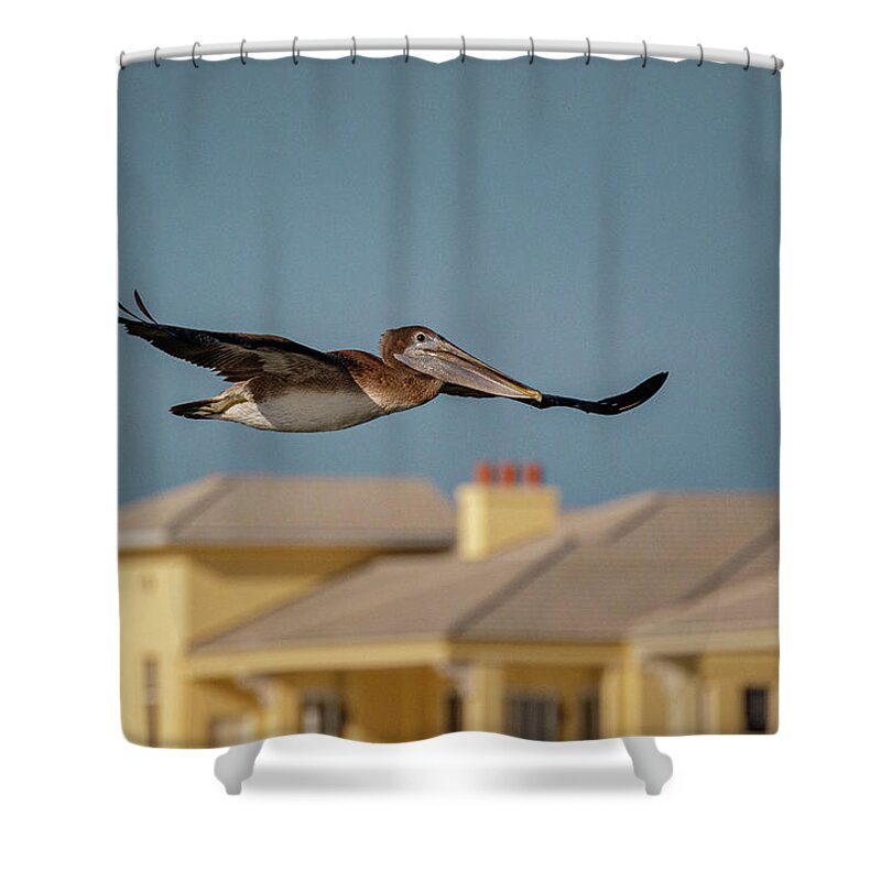 Pelican Shower Curtain featuring the photograph Morning Flight by Les Greenwood