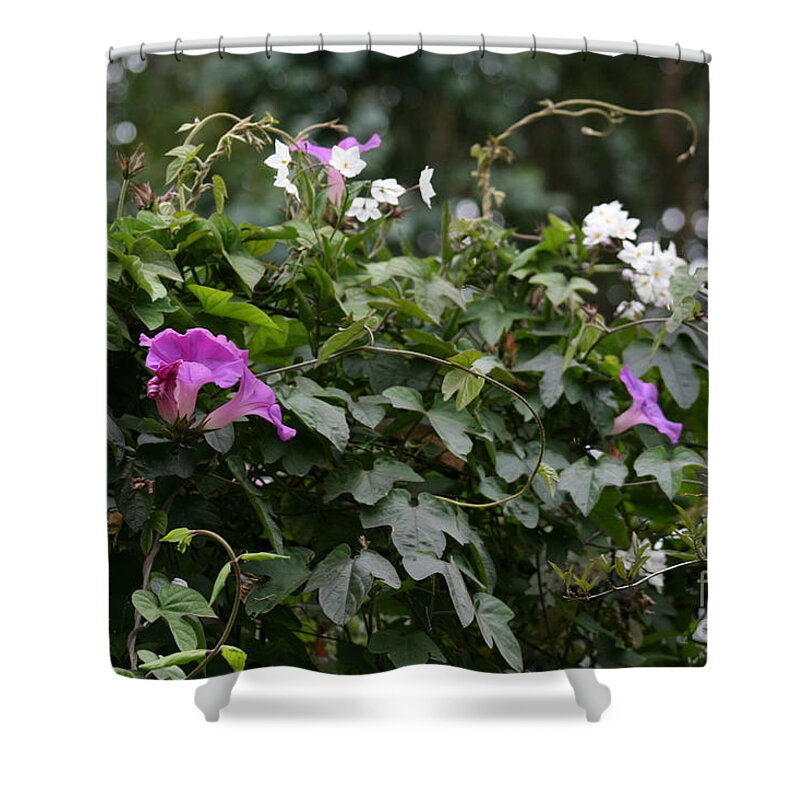 Flowers Shower Curtain featuring the photograph Morning Glory and Jasmine by Cynthia Marcopulos