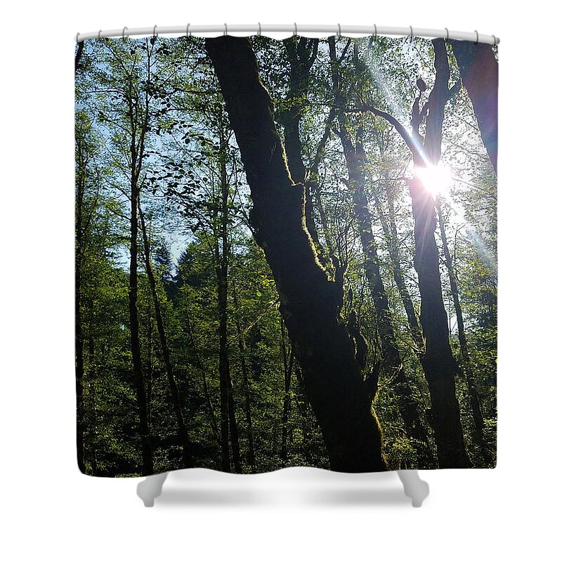 Morning Shower Curtain featuring the photograph Morning in the forest by Brent Knippel