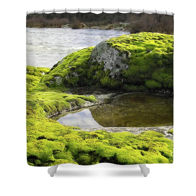 The Rouge River Shower Curtain featuring the photograph Morning Light on the Green by Theresa Fairchild