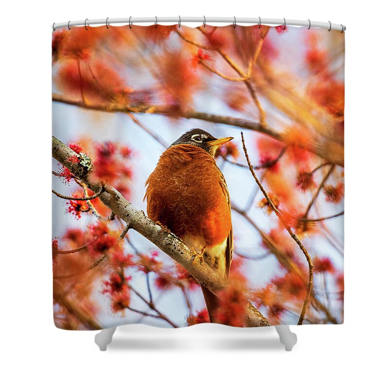 Bird Shower Curtain featuring the photograph Morning Robin in Red Maple Blossoms by Rachel Morrison
