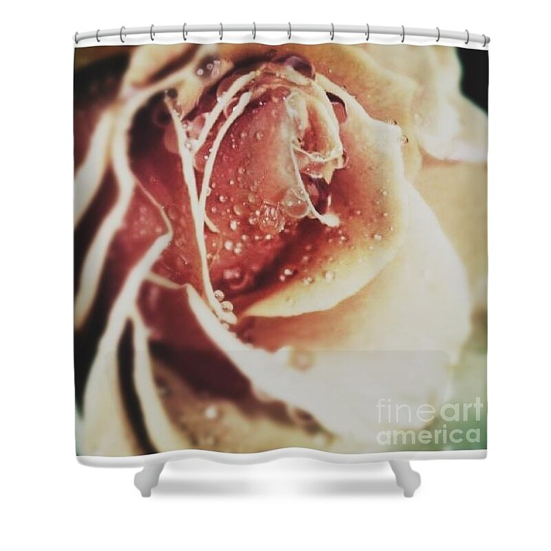 Rose Shower Curtain featuring the photograph Morning Rose by Manuela's Camera Obscura