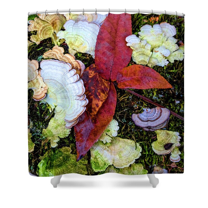 Fall Shower Curtain featuring the photograph Mossy Forest Beauty by Debra and Dave Vanderlaan