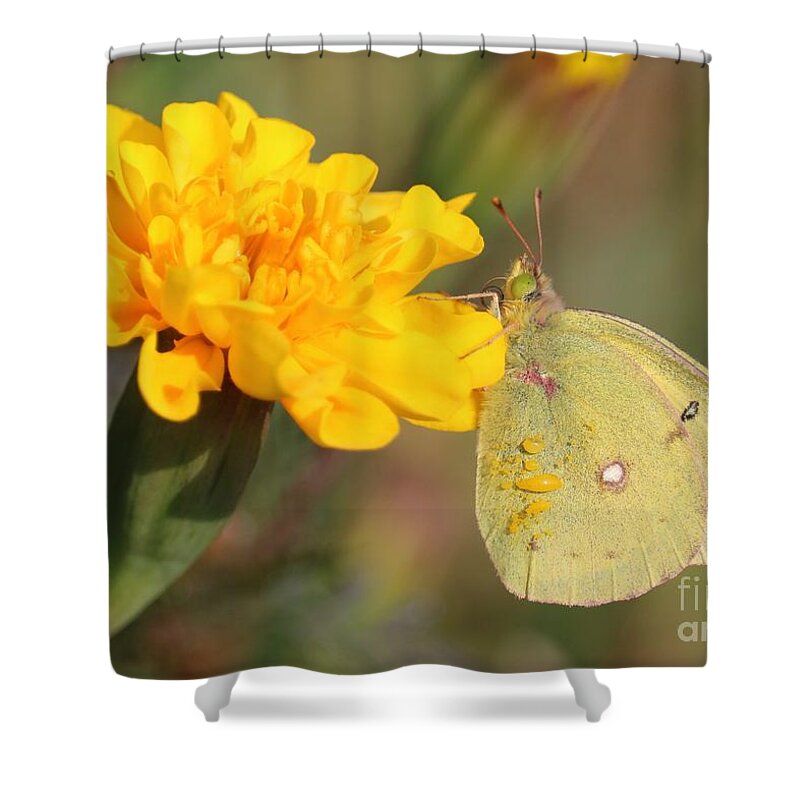 Marigold Shower Curtain featuring the photograph Moth on Marigold by Carol Groenen