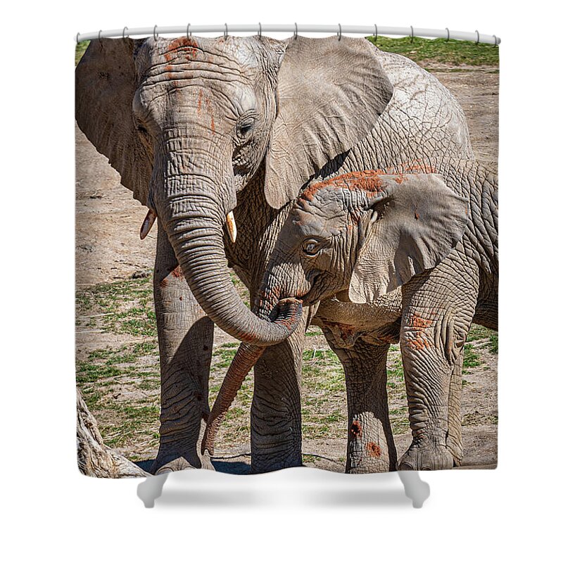 Animals Shower Curtain featuring the photograph Mother and Daughter Lunch by David Levin