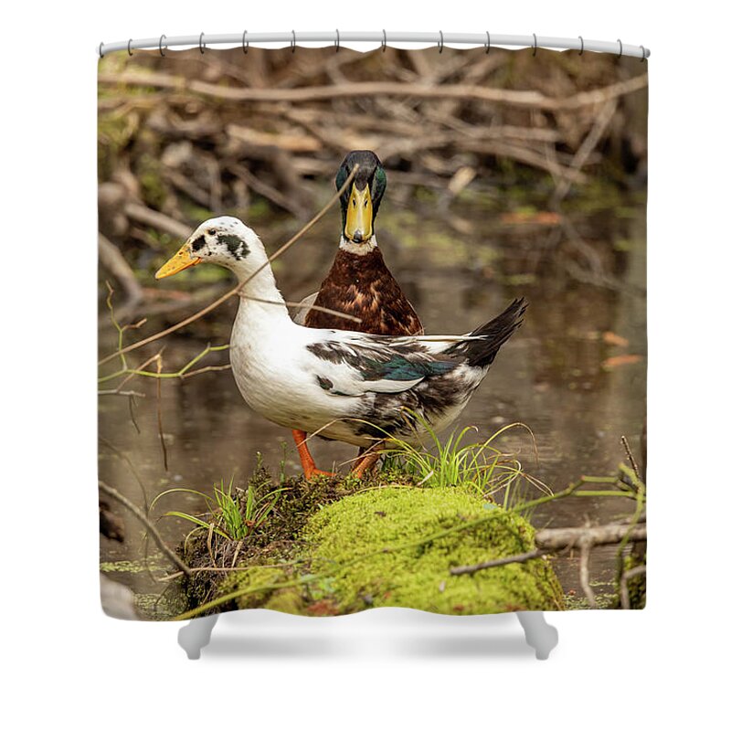 Nature Photography Shower Curtain featuring the photograph Motley Crue by Donna Twiford