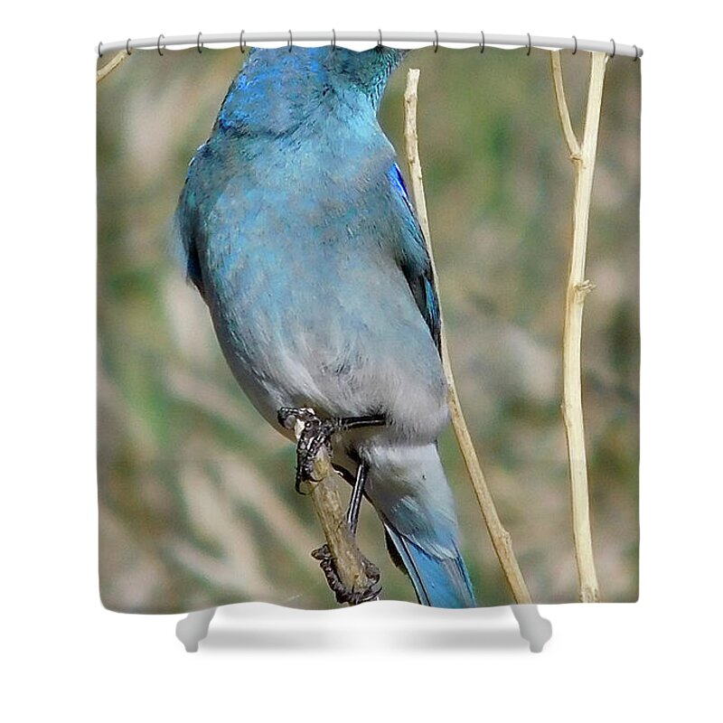 Dan Miller Shower Curtain featuring the photograph Mountain Bluebird 7 by Dan Miller