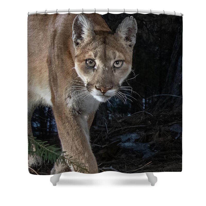 Mountain Lion Shower Curtain featuring the photograph Mountain Lion Closeup by Randy Robbins