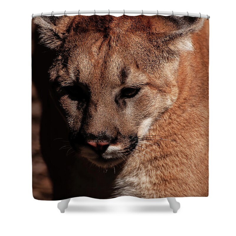 Mountain Lion Portrait Shower Curtain featuring the photograph Mountain lion portrait 002 by Flees Photos