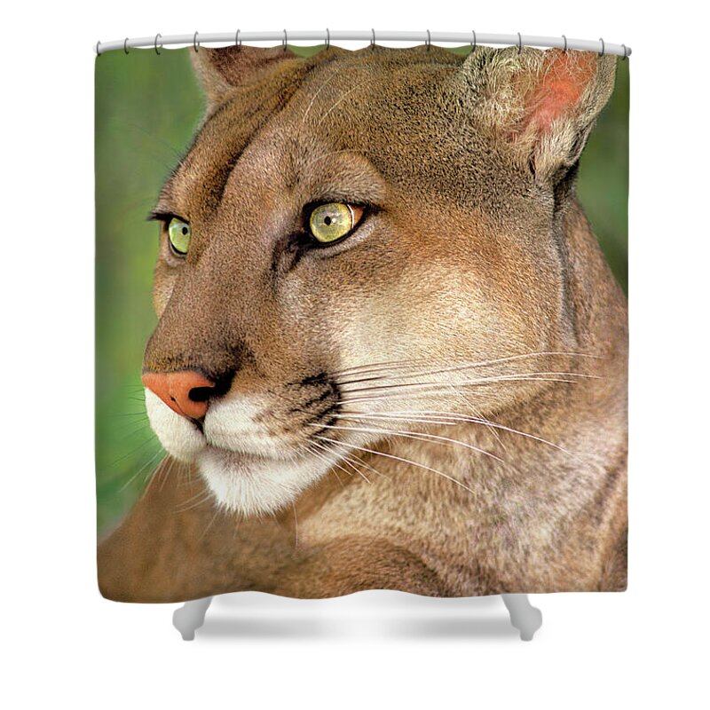 Mountain Lion Shower Curtain featuring the photograph Mountain Lion Portrait Wildlife Rescue by Dave Welling