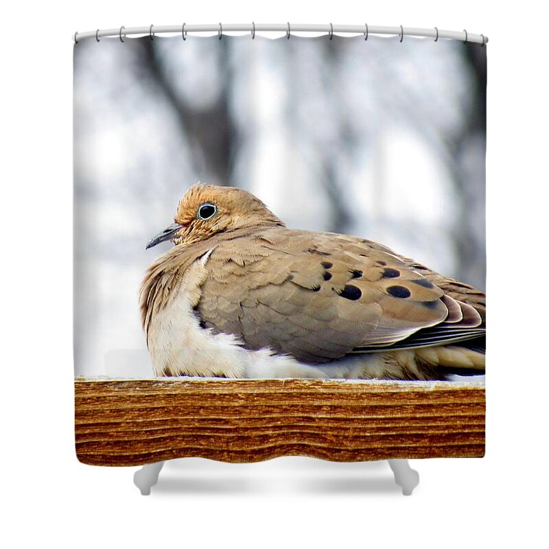 Mourning Dove Shower Curtain featuring the photograph Mourning Dove Perched by Amy Hosp