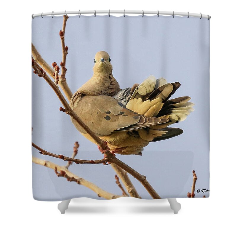 Birding Shower Curtain featuring the photograph Mourning Dove Portrait by Tahmina Watson