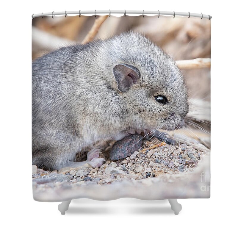 Mouse Mystery Pocket Kangaroo Wildlife Photography Nevada Eating Ants Shower Curtain featuring the photograph Mouse on the hunt by Jami Bollschweiler