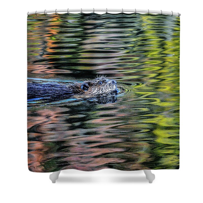 Beaver Shower Curtain featuring the photograph Mr. Beaver's Autumn Swim by Addison Likins