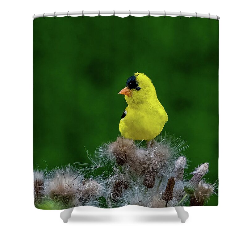 Animals Shower Curtain featuring the photograph Mr. Gold by Brian Shoemaker