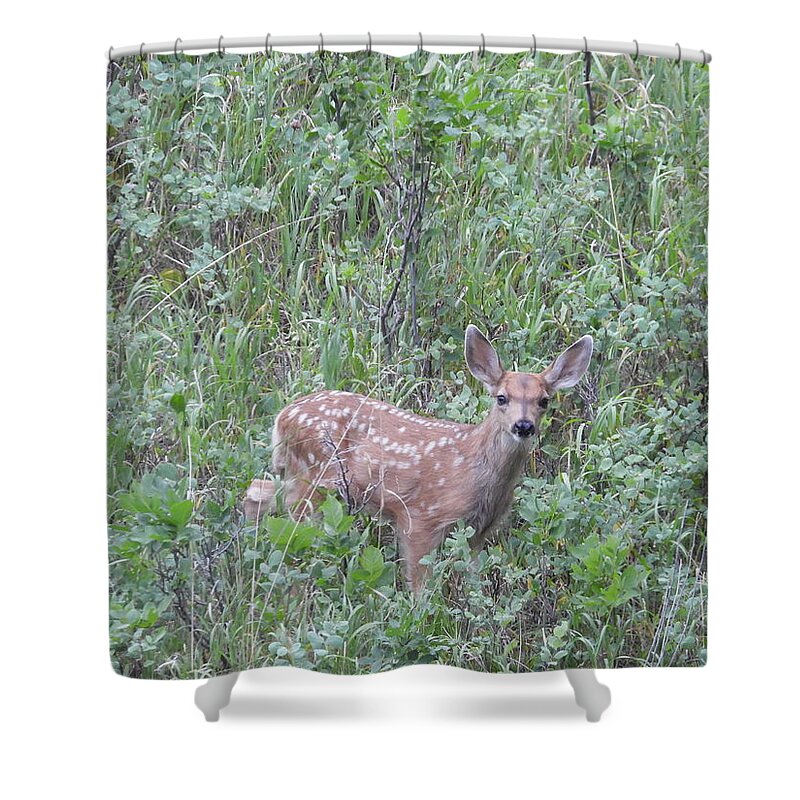 Fawn Shower Curtain featuring the photograph Mule Deer Fawn by Amanda R Wright