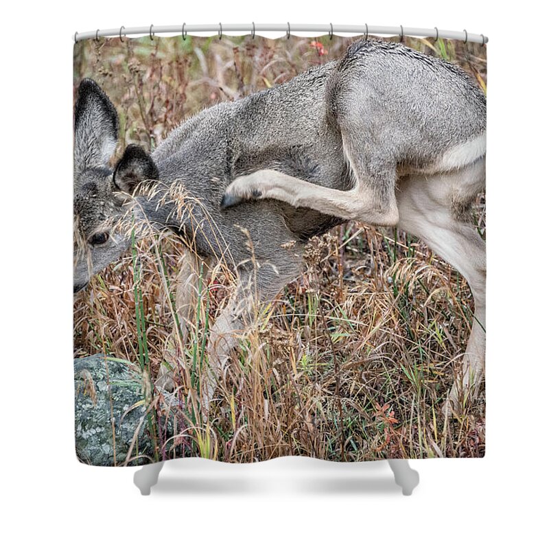 Animal Shower Curtain featuring the photograph Mule Deer Scratching An Itch 2 by Al Andersen