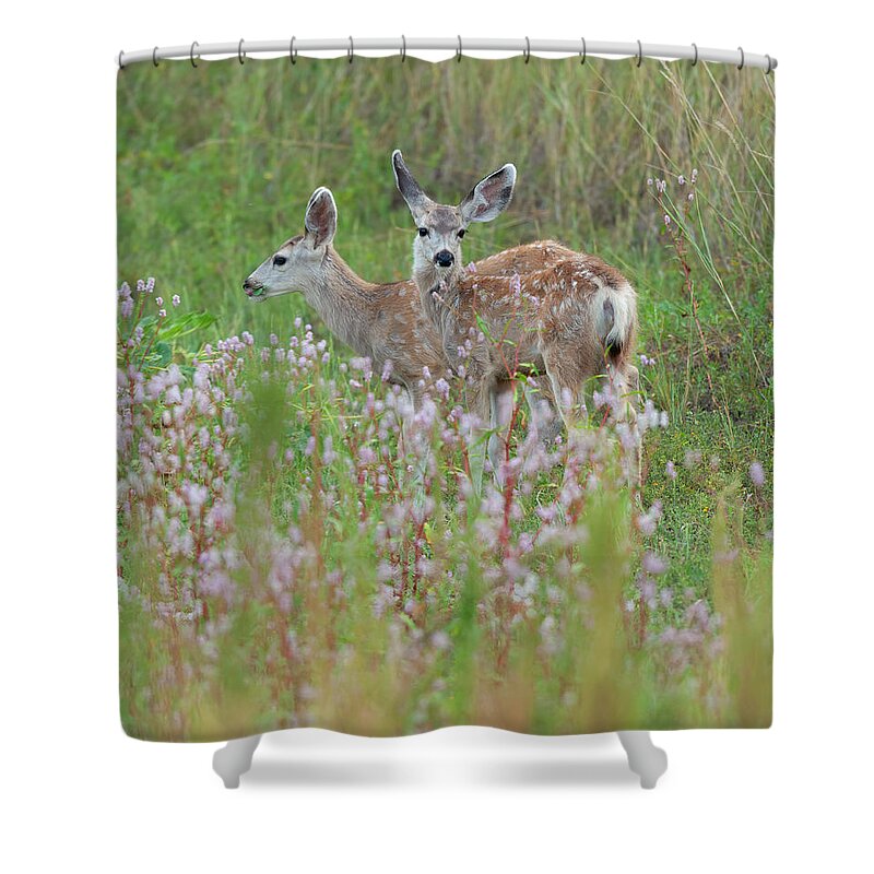 Mule Shower Curtain featuring the photograph Mule Deer Twins by Gary Langley