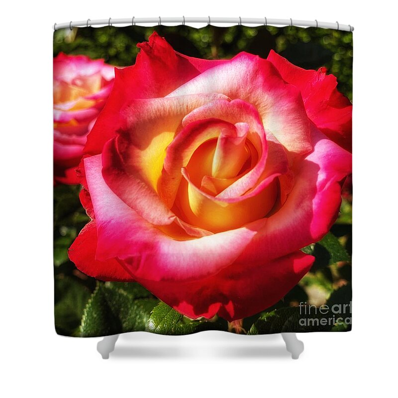Rose Shower Curtain featuring the photograph Multi Rose 1 by Wendy Golden