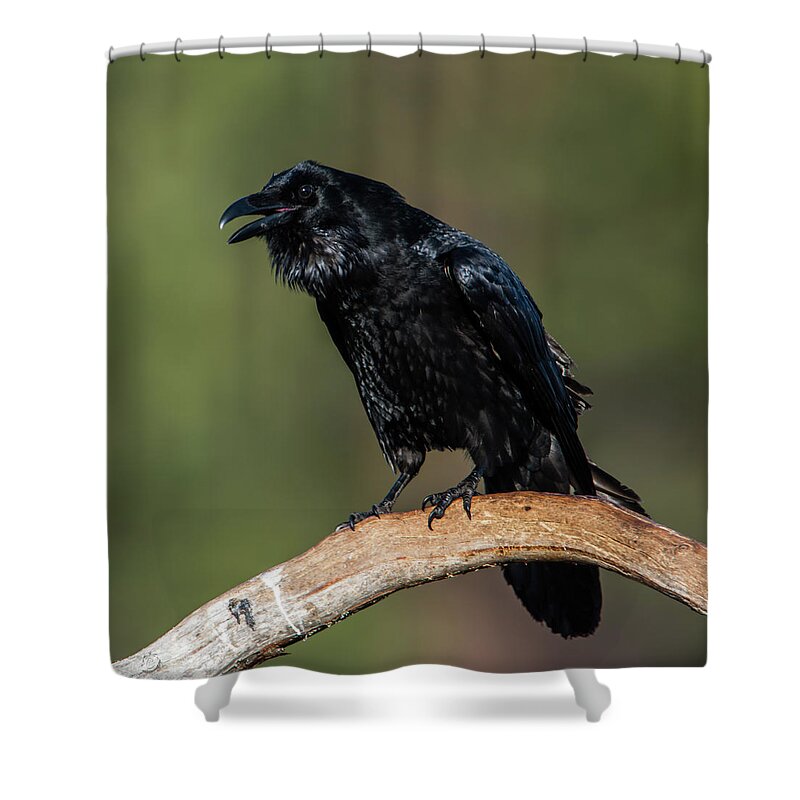 Raven Shower Curtain featuring the photograph Muninn the raven by Torbjorn Swenelius