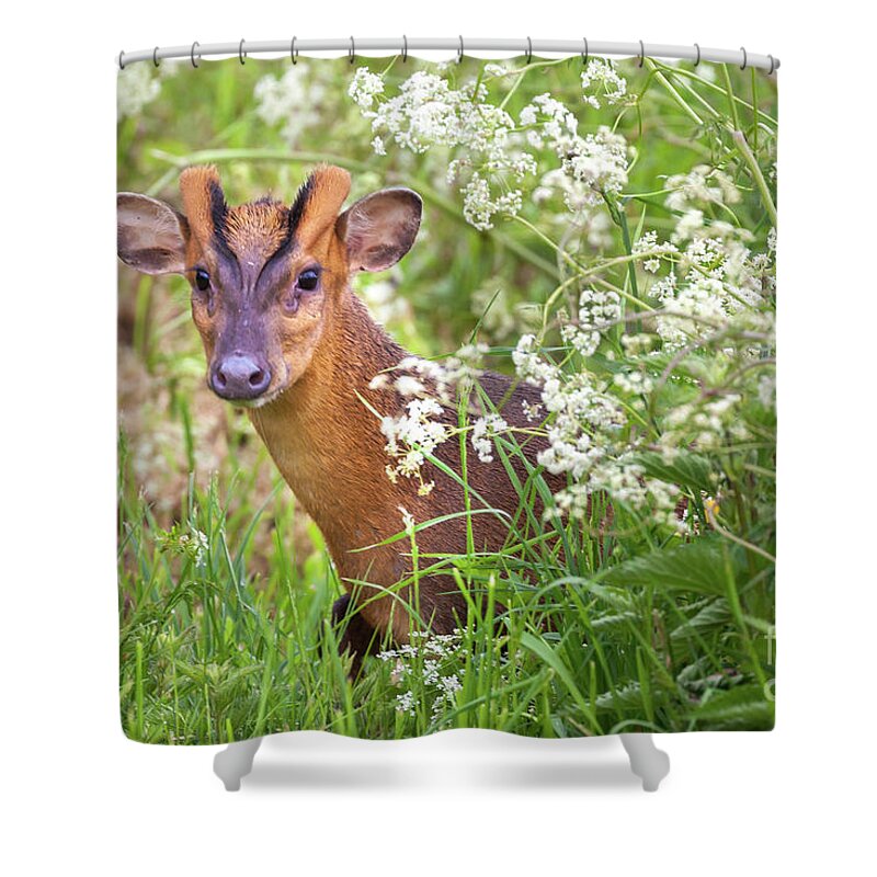 Deer Shower Curtain featuring the photograph Muntjac deer looking through cow parsley hedge by Simon Bratt